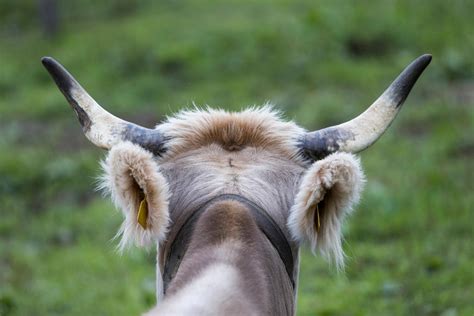 No bonuses for horned cows, decide Swiss voters - SWI swissinfo.ch