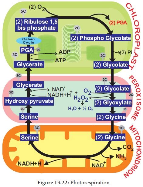 Photorespiration or C2 Cycle or Photosynthetic Carbon Oxidation (PCO) Cycle