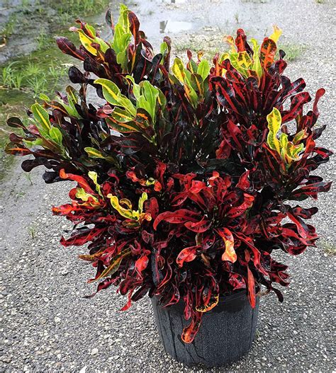 Croton Mammy - live starter plants less than 12 inches tall - Walmart ...