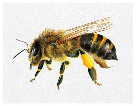 Honey bee watercolor painting artwork. Limited edition signed prints ...