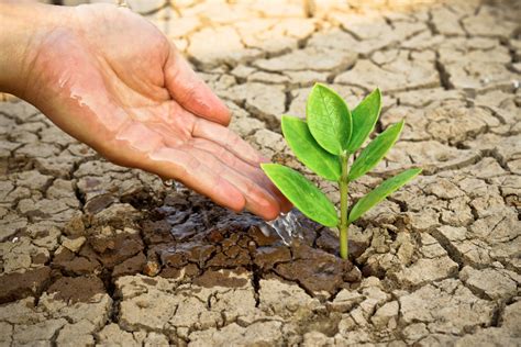 Drought Tolerant Solutions Gallery in Los Angeles, CA - Bedrock ...