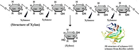 الانزيمات المحللة للخشب Xylanases تستعمل في صناعات الاخشاب مثلا في ...