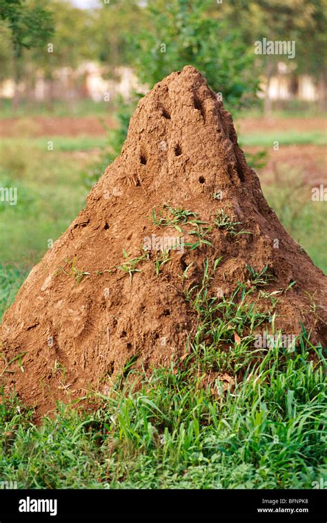 termite mound ; ant hill ; termite anthill Stock Photo - Alamy