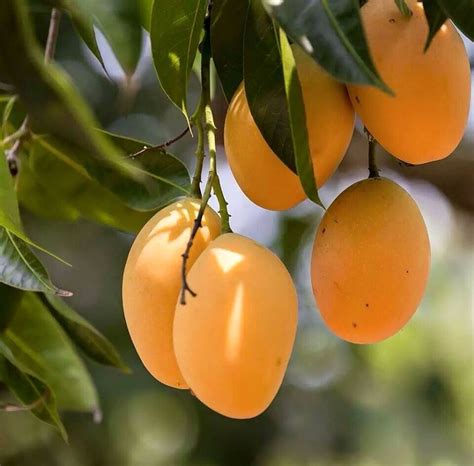 Pin by Indra on Suriname | Fruit, Fruit photography, Mango fruit