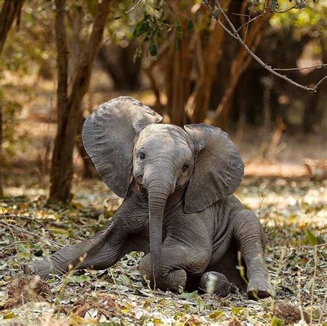 Pretty Pachyderms | Cute little animals, Baby animals, Cute baby elephant