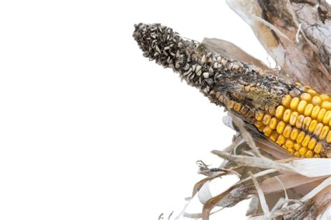 99 Armyworm Damage Corn Cobs Images, Stock Photos, 3D objects ...