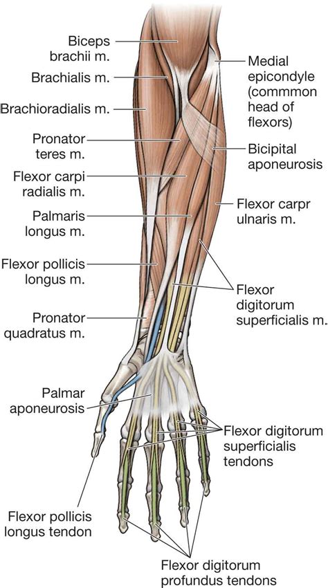 Elbow Muscles Diagram