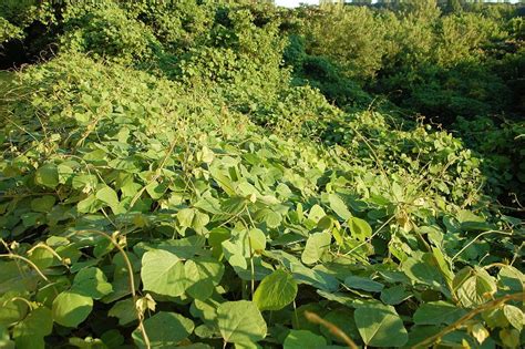 Kudzu, an Invasive Weed with Hidden Virtues - Eat The Planet