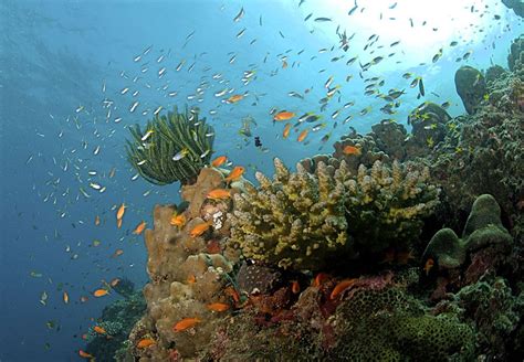 Top 5 Scuba Diving Spots in Andaman - Trans India Travels