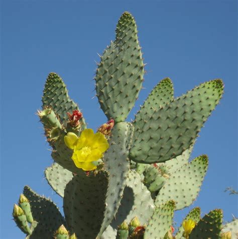 Prickly Pears: Plant Care and Collection of Varieties - Garden.org