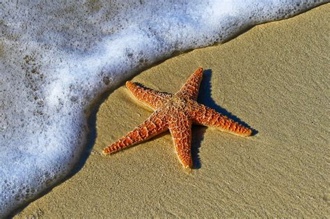 Disease nearly wiped out sea stars on California's Central Coast. Is ...