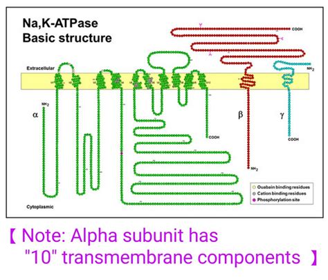 Na+ K+ Atpase structure ... | Medical illustration, Biochemistry ...