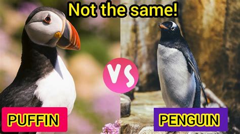 10 Difference between Puffin and penguin. - YouTube