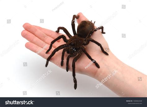 Goliath Birdeater Stock Photos and Pictures - 122 Images | Shutterstock