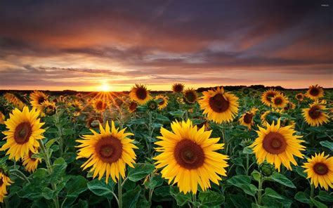 Field Of Sunflowers Wallpapers - Wallpaper Cave