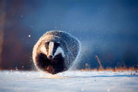 Attractive Winter Scene with Badger. European Badger & X28;Meles Meles ...