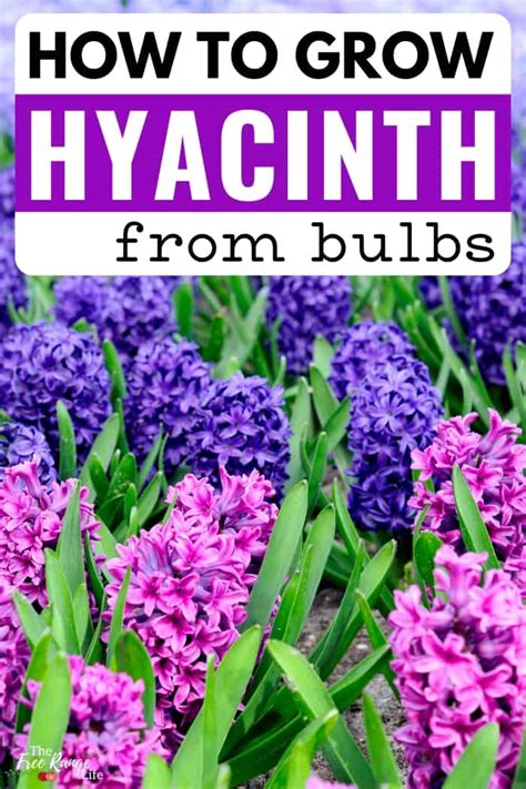 How to Plant Hyacinth Bulbs