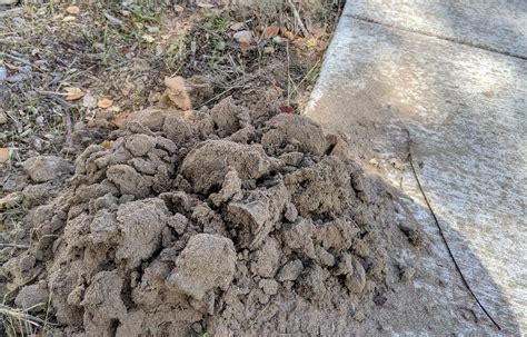 What Animal is Making Dirt Mounds in My Yard? [Solved!]