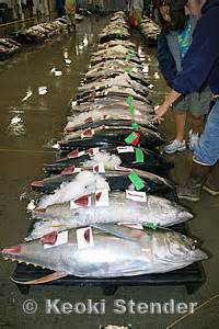 Yellowfin Tuna, Ahi, Thunnus albacares