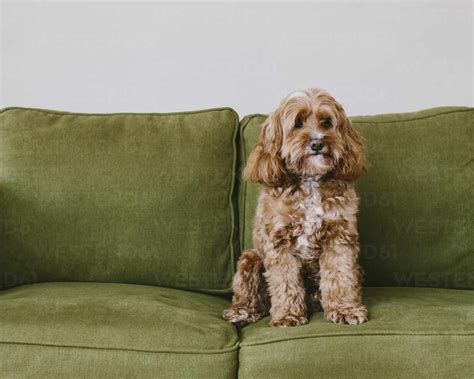 A cockapoo mixed breed dog, a cocker spaniel poodle cross, a family pet ...