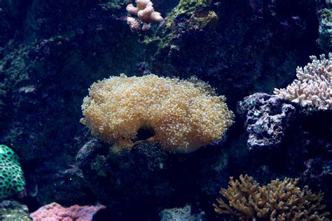 Frogspawn Coral Guide For Aquarium Care - CoralRealm