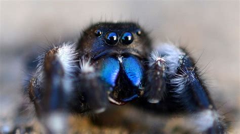 500px / Photo "See My Fangs" by Bret Tennis (With images) | Jumping ...