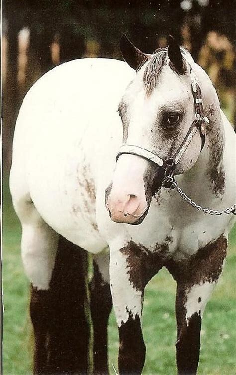 Mystic Milly - Bay few spot Leopard Appaloosa Mare. 2011 Champion ...