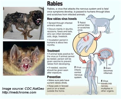 Rabies : Facts, Features and management Guidelines – Medchrome