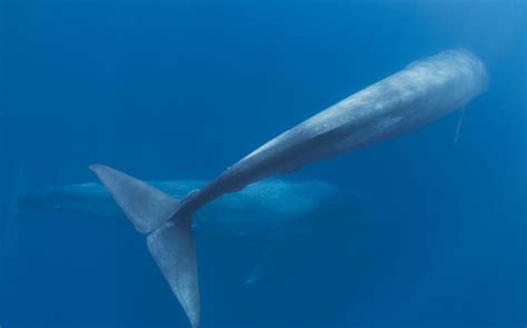 Pygmy Blue Whale – "OCEAN TREASURES" Memorial Library