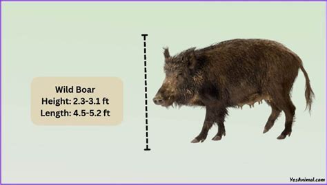 Wild Boar Size Explained: How Big Are They Comparison?