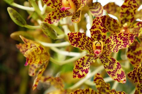 43 Most Popular Types of Orchid Plants - Petal Republic