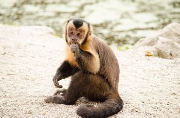 Capuchin Monkey: Habitat, Food Chain & Lifespan | Study.com