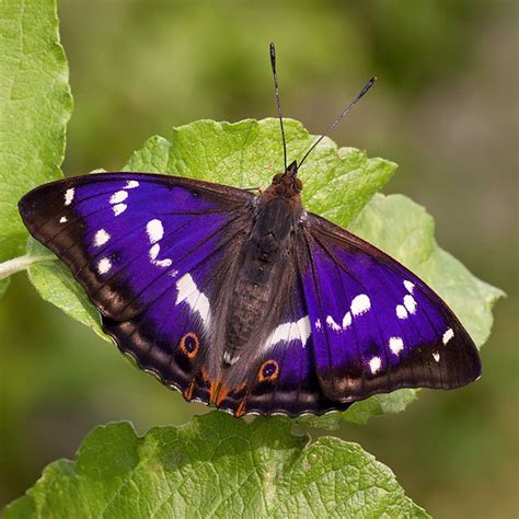 Woodland Trust on Instagram: “The magnificent purple emperor butterfly ...