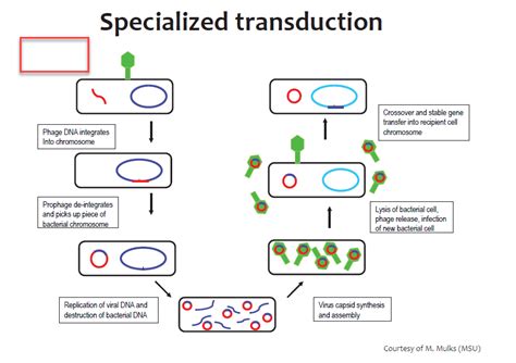 Transduction: generalized and specialized transduction - Online Biology ...