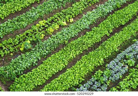 Vegetable Field: Over 774,089 Royalty-Free Licensable Stock Photos ...