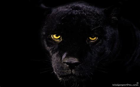 Black Jaguar Wallpapers - Wallpaper Cave | Beautiful creatures (CATS ...