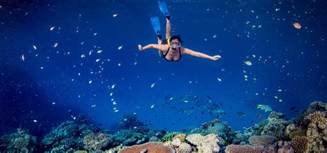 great-barrier-reef-snorkeling - Great Barrier Reef Liveaboards