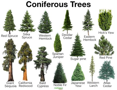 Different Types Of Trees With Pictures And Names