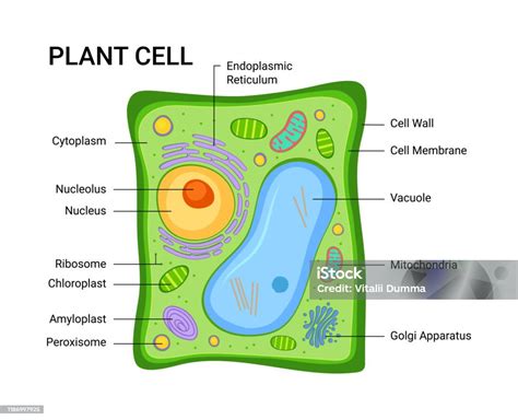 Vector Illustration Of The Plant Cell Anatomy Structure Infographic ...