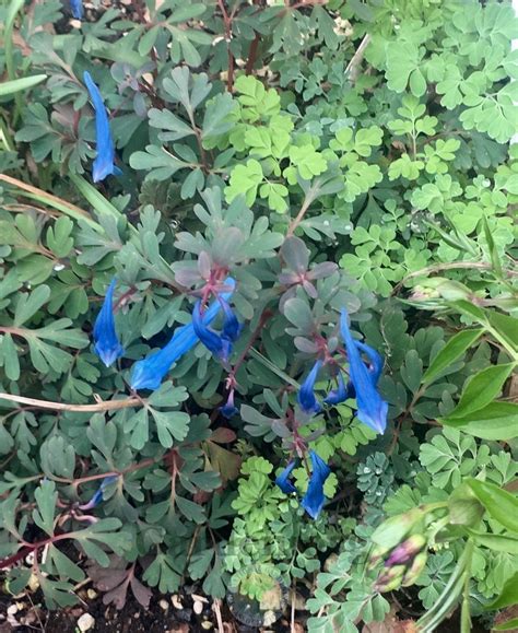 Corydalis (Corydalis curviflora var. rosthornii 'Blue Heron') - Garden.org