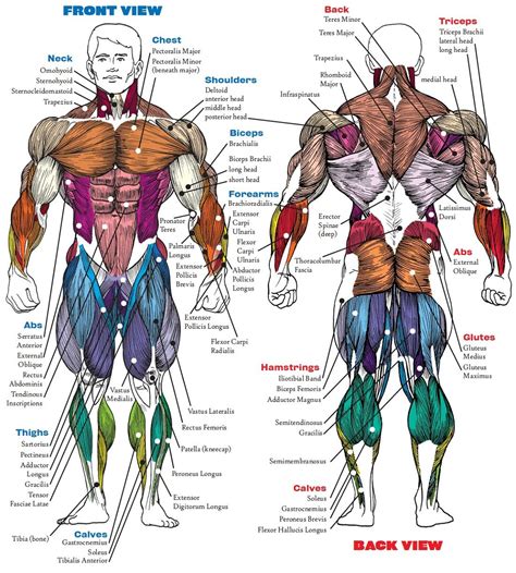 Complete Human Muscle Diagrams 2019 | Muscle diagram, Dragon ball art ...