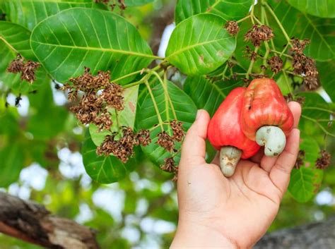 Cashew Nut Farming: Cashew Nut Price Crisis Grips Srikakulam District ...