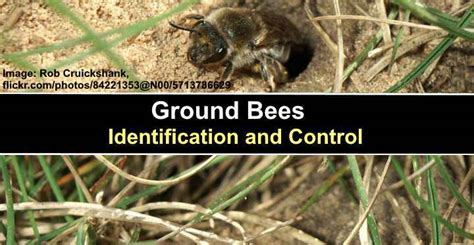 Types of Ground Bees (with Pictures) - Identification and Control