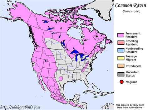 Common Raven - Species Range Map