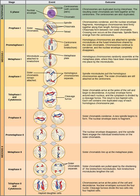 Mitosis And Meiosis Stages