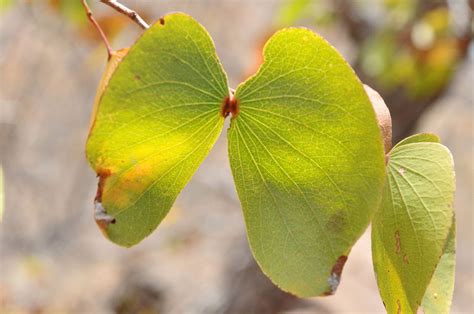 Colophospermum mopane | Tree SA