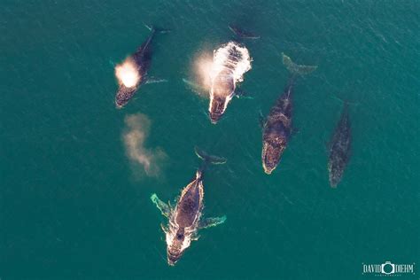 Whale Pod - David Diehm Photography