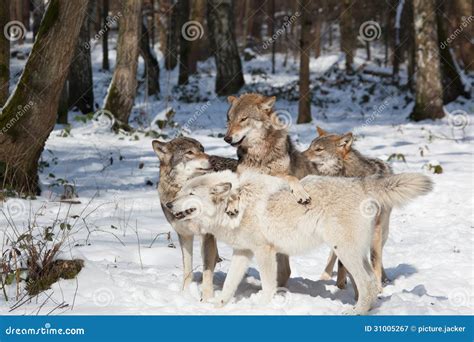 Timber Wolf Pack in Winter Forest Stock Image - Image of tree, powerful ...