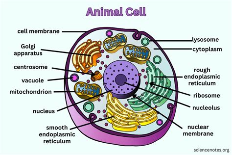 Animal Cell - Diagram, Organelles, and Characteristics