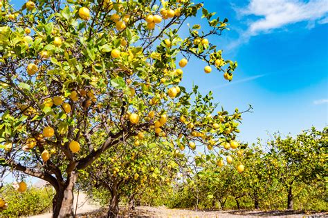 These 7 citrus tree varieties will make a great addition to your yard ...